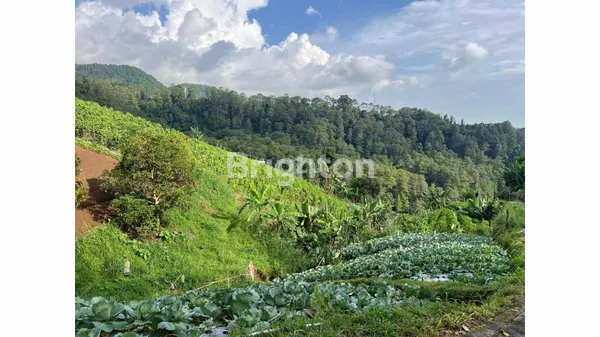 image TANAH DI DATARAN TINGGI KAWASAN WISATA TAWANGMANGU KARANGANYAR. LUAS 1150. STATUS SHM (1)
