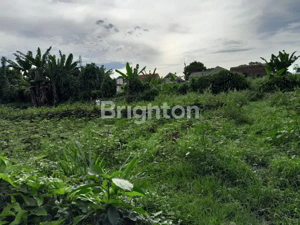image TANAH LUAS, COCOK UNTUK PETERNAKAN DAN PERKEBUNAN (1)