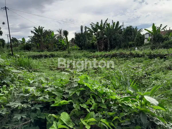 image TANAH LUAS, COCOK UNTUK PETERNAKAN DAN PERKEBUNAN (2)