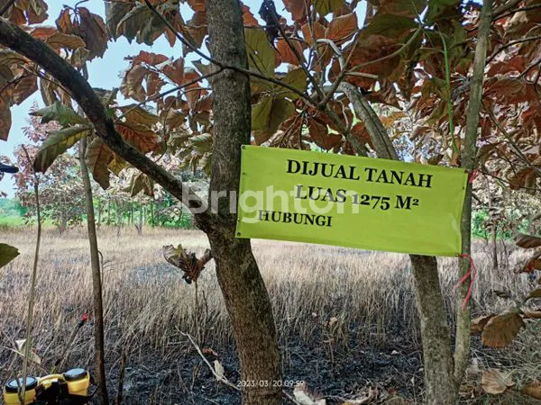 image TANAH PEKARANGAN PALING MURAH (2)