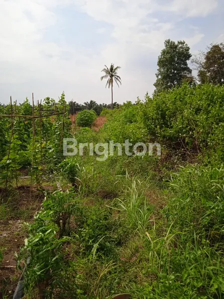 Tanah seluas 5 Hektar di Kalianda, Lampung Selatan