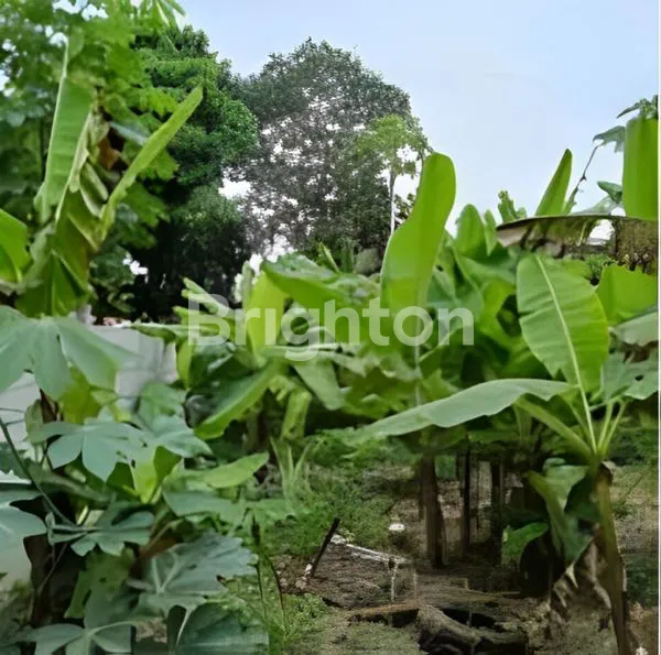 image TANAH PADAT DATAR JALAN MUALI SERUA PAMULANG TANGSEL STRATEGIS (5)