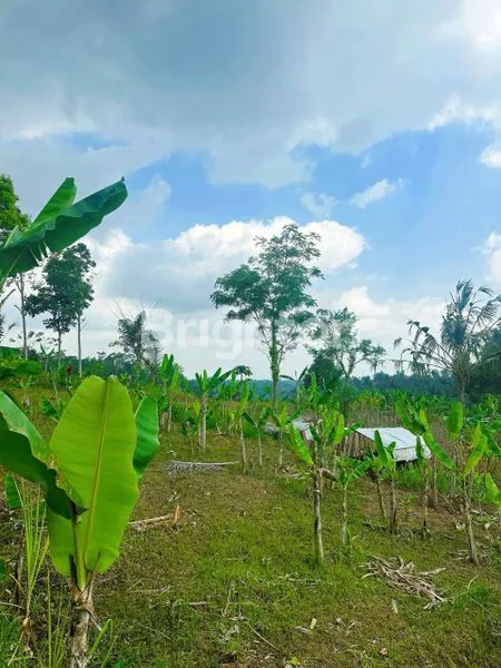 33 ARE TANAH SIAP BANGUN DENGAN AKSES JALAN UTAMA DI PAYANGAN