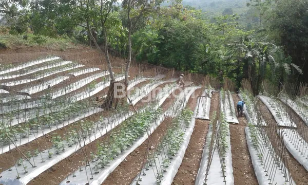 TANAH 3600 METER PERSEGI, MEKARSARI-CIANJUAR