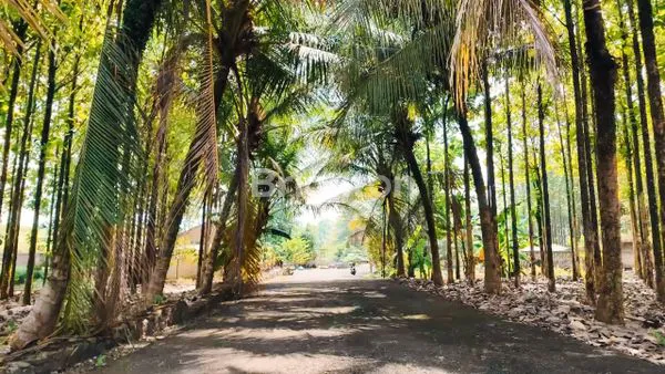 TANAH 5.4 HA PLUS VILLA KAYU JATI PREMIUM DI CIAMPEA BOGOR