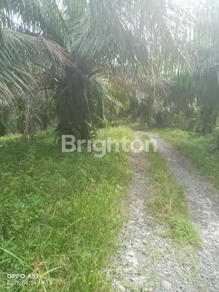 LAHAN SAWIT AKTIF DI SIDOMULYO, LAMPUNG SELATAN