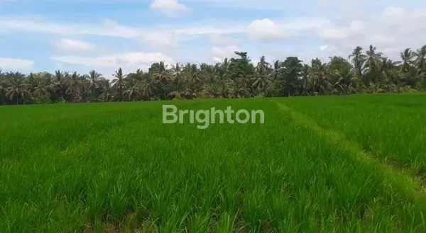 image TANAH 22,5 ARE PRODUKTIF DIJUAL DIBAWAH HARGA PASAR DI KERAMBITAN. (4)