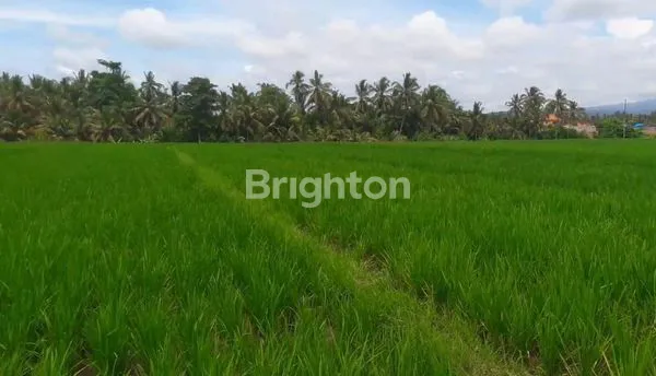 image TANAH 22,5 ARE PRODUKTIF DIJUAL DIBAWAH HARGA PASAR DI KERAMBITAN. (5)