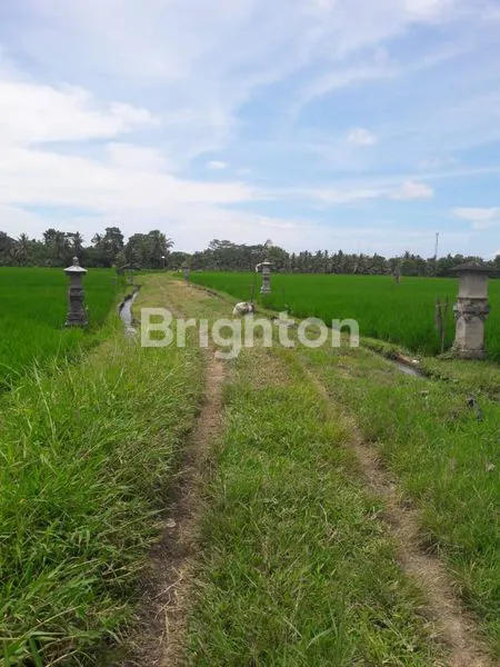 image TANAH 22,5 ARE PRODUKTIF DIJUAL DIBAWAH HARGA PASAR DI KERAMBITAN. (6)