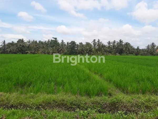 image TANAH 22,5 ARE PRODUKTIF DIJUAL DIBAWAH HARGA PASAR DI KERAMBITAN. (7)