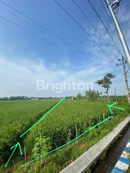 TANAH SAWAH LOKASI COLOMADU NGASEM