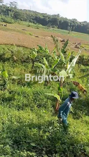 image DIJUAL SEBIDANG SAWAH PERTANIAN (1)