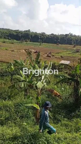image DIJUAL SEBIDANG SAWAH PERTANIAN (2)