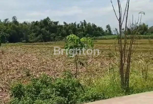 image DIJUAL TANAH SELUAS 1,1 HA LOKASI ZONA INDUSTRI JETIS, MOJOKERTO (5)