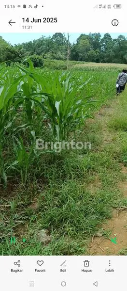 image DIJUAL TANAH LUAS 5099 M2 POSISI JALAN BUNGA PARIAMA II MEDAN TUNTUNGAN (4)