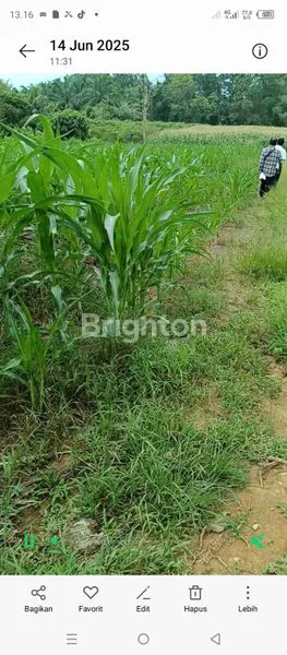 image DIJUAL TANAH LUAS 5099 M2 POSISI JALAN BUNGA PARIAMA II MEDAN TUNTUNGAN (2)