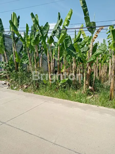 image LAHAN DATAR DI DESA TEGAL, BOGOR (1)