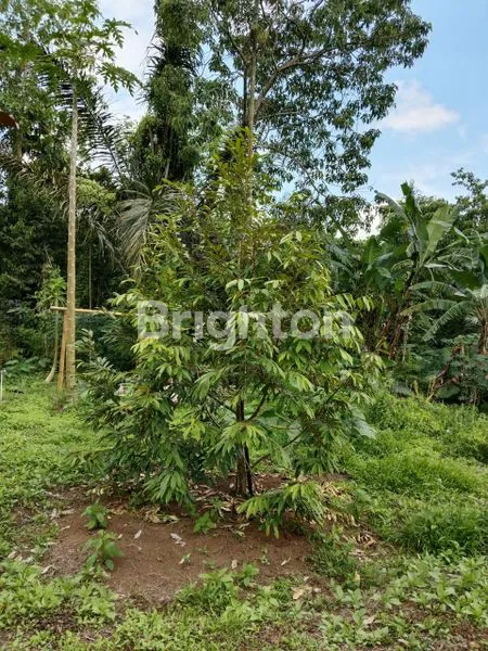 image KAVLING EKSKLUSIF DI TABANAN + KEBUN DURIAN MUSANG KING DI BALI ! (4)