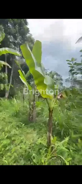 image TANAH AREA PAYANGAN UBUD  (7)