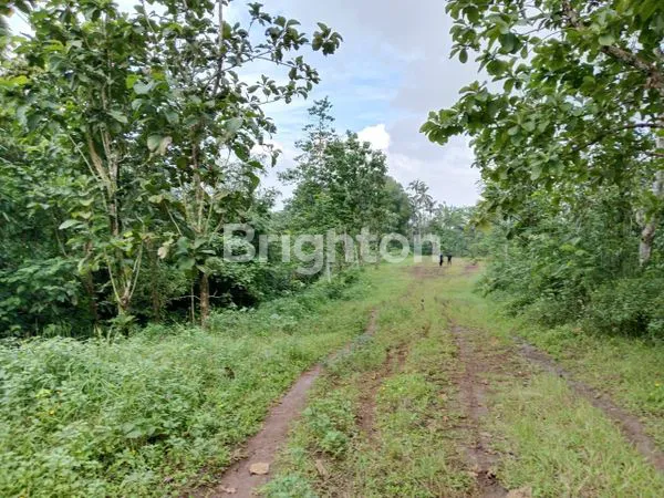 image HUNIAN KAYU DI TENGAH ALAM BALI , UDARA SEJUK , VIEW PEGUNUNGAN DI TABANAN BALI (4)
