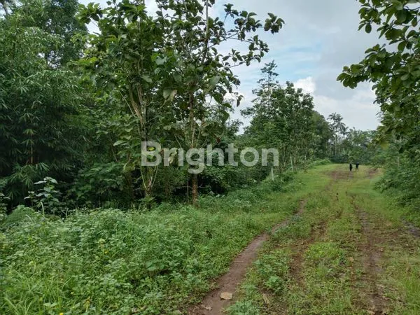 image HUNIAN KAYU DI TENGAH ALAM BALI , UDARA SEJUK , VIEW PEGUNUNGAN DI TABANAN BALI (5)