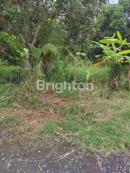 image TANAH DI DEKAT AIR TERJUN BLANGSINGA GIANYAR (3)