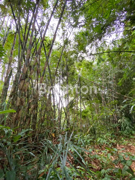 image TANAH JL CARLO WAY TAMPAKSIRING GIANYAR, DEKAT RAYA AYODYA, SANDING (1)