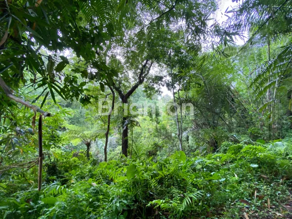 image TANAH JL CARLO WAY TAMPAKSIRING GIANYAR, DEKAT RAYA AYODYA, SANDING (2)