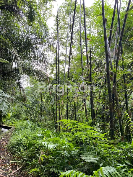 image TANAH JL CARLO WAY TAMPAKSIRING GIANYAR, DEKAT RAYA AYODYA, SANDING (4)