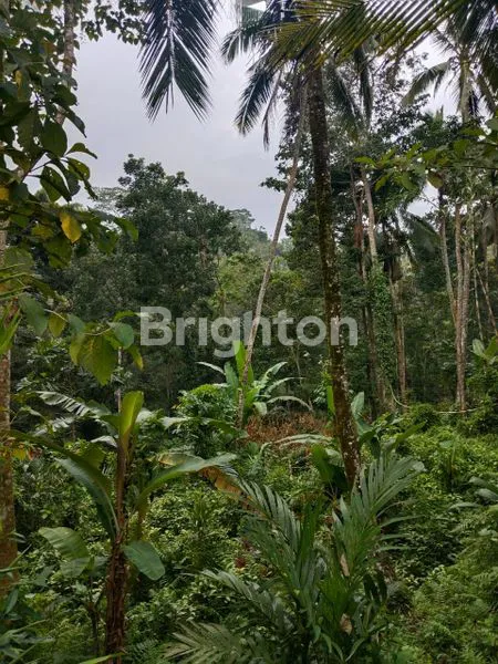image TANAH STRATEGIS 32 ARE – COCOK UNTUK HOTEL ATAU VILLA DI TEGALALANG, UBUD – BALI (1)
