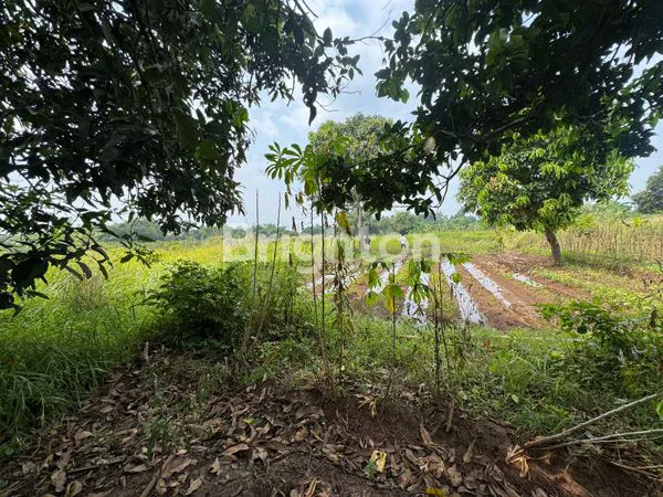 image TANAH DIJUAL DI LEGOK TANGERANG (1)