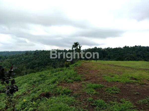 image FOR SALE! PREMIUM MUSANG KING DURIAN AGRIBUSINESS CLUSTER (6)