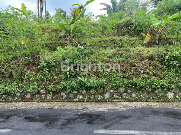 image TANAH MURAH KEBUN TEH KEMUNING NGARGOYOSO KARANGANYAR (4)