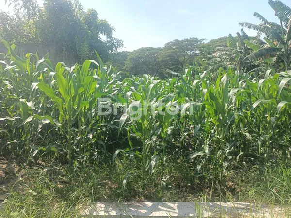 image TANAH DI DESA PASAR 6 KUALANAMU BERINGIN  (2)