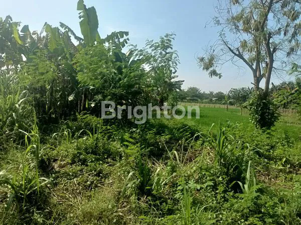 image TANAH DI DESA PASAR 6 KUALANAMU BERINGIN  (2)