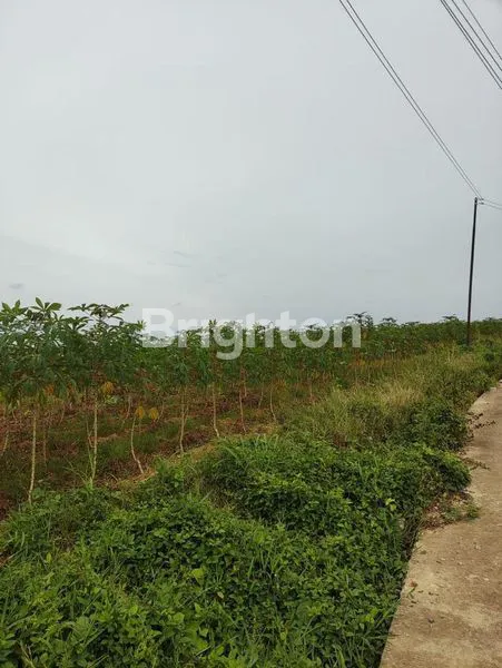 image DIJUAL TANAH PINGGIR JALAN DI JALAN IKIP MEKAR SARI TIMBAU KUTAI KARTANEGARA (3)