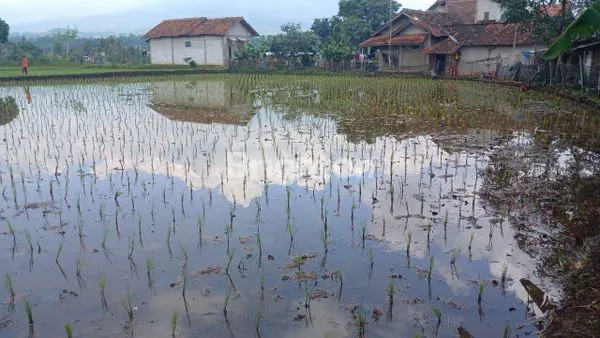 Tanah sawah beserta villa strategis dan murah