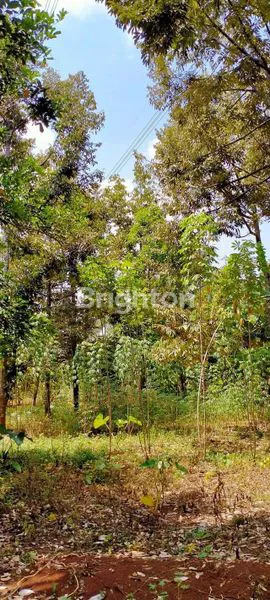 image LAHAN DATAR MURAH. SIAP DIBANGUN UNTUK USAHA DI SAPEN WONOPLUMBON, MIJEN. SEMARANG (2)
