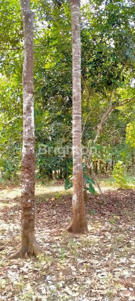 image LAHAN DATAR MURAH. SIAP DIBANGUN UNTUK USAHA DI SAPEN WONOPLUMBON, MIJEN. SEMARANG (3)