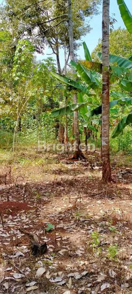 image LAHAN DATAR MURAH. SIAP DIBANGUN UNTUK USAHA DI SAPEN WONOPLUMBON, MIJEN. SEMARANG (1)
