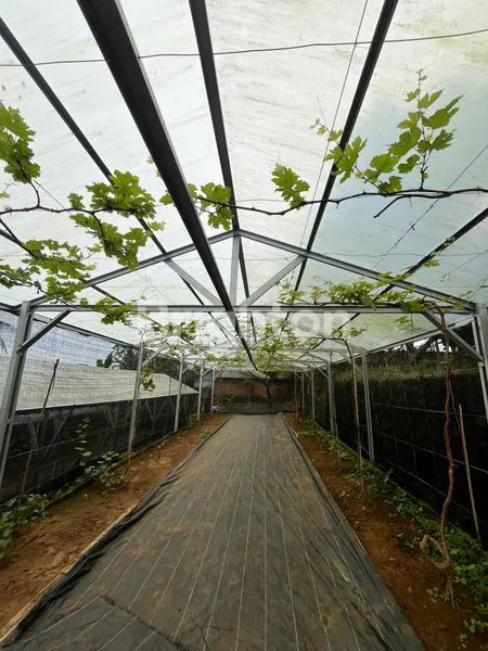 image TANAH 3.500 M² + VILLA DI BAWAH HARGA PASAR – BONUS GREENHOUSE! (4)