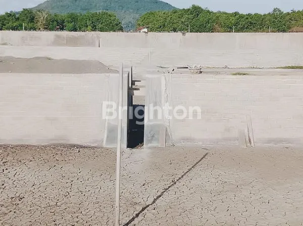 image TAMBAK UDANG DI PANTAI CEMARA KAWANG BANYUWANGI MURAAH (4)
