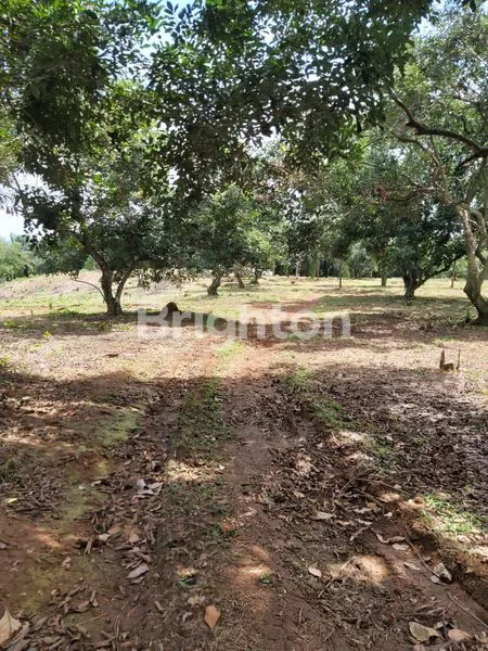 image DIJUAL TANAH BONUS POHON BUAH DAERAH JONGGOL,DS  MELATI HARGA MIRING  !! (5)