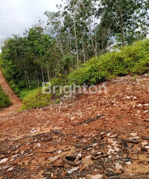 PERKEBUNAN KARET COCOK UNTUK INVESTASI