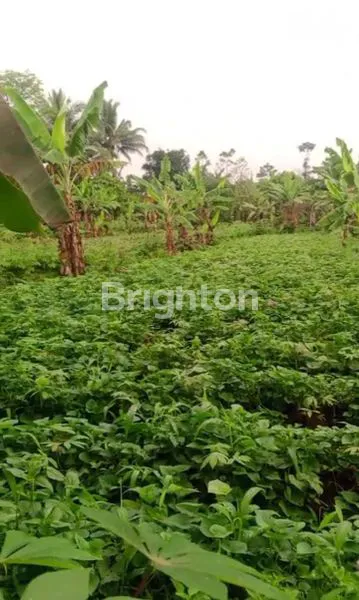 image KEBUN MURAH MERIAH BOGOR (3)