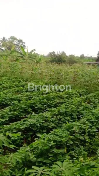 image KEBUN MURAH MERIAH BOGOR (4)