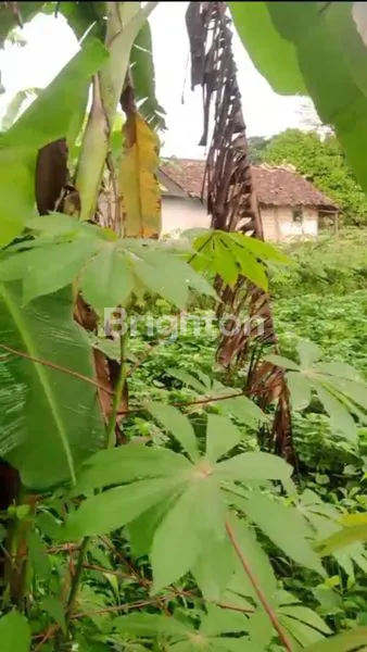 image KEBUN MURAH MERIAH BOGOR (5)