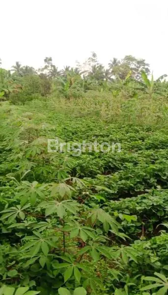 image KEBUN MURAH MERIAH BOGOR (6)