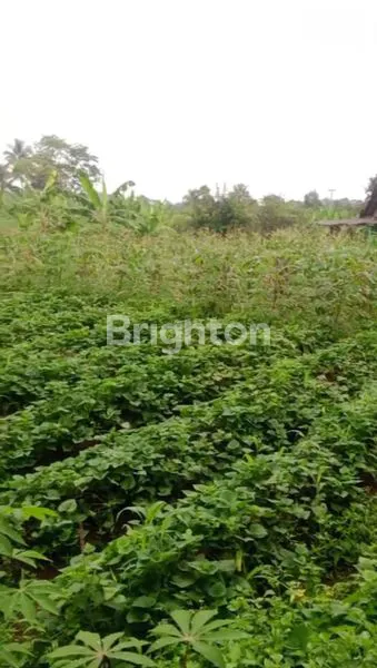 image KEBUN MURAH MERIAH BOGOR (8)