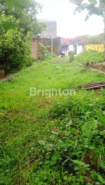 image KEBUN MURAH MERIAH BOGOR (2)